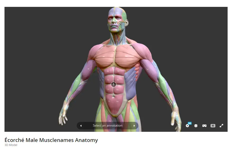 3d female muscle anatomy