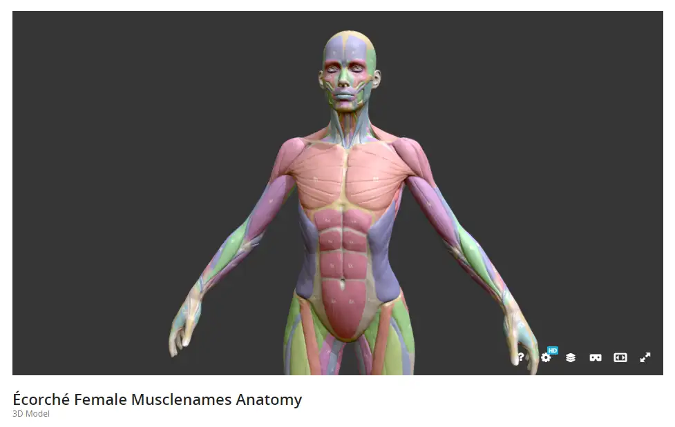 Artist Anatomy Tool, Art Muscle Reference Model, Female Human Body